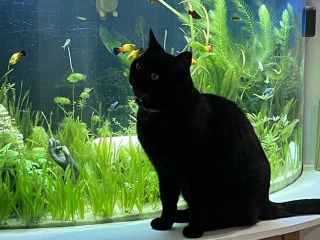 Aquarium de la pension chat