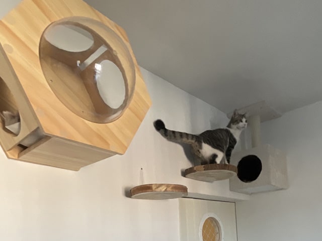 Suspension en bois pour chat